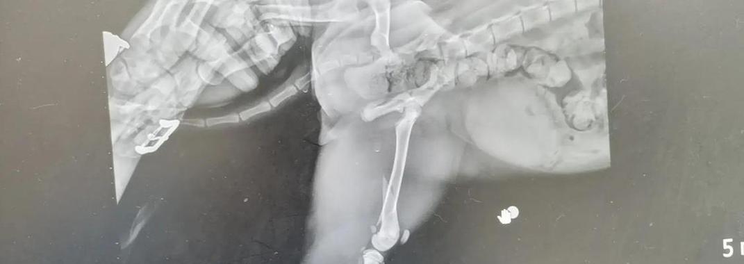 猫骨折后恢复需要多长时间？（猫骨折恢复时间及关键因素分析）