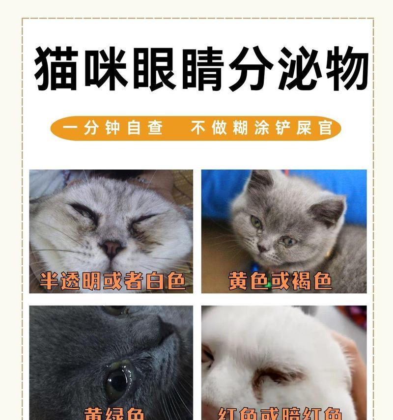 猫咪眼屎问题解析（眼屎问题或与上火有关，但并非简单的上火问题）