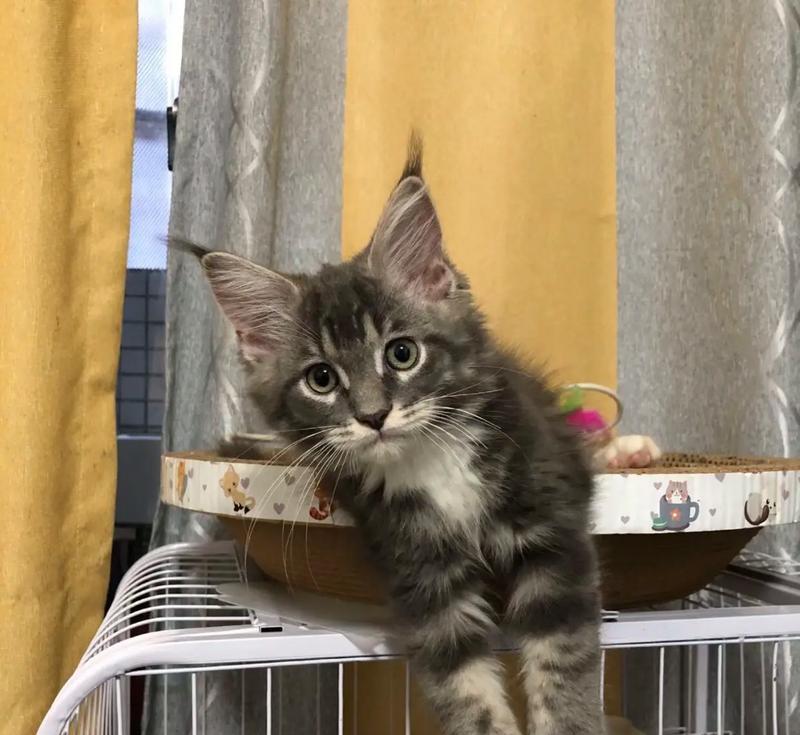 猫咪驱虫后多久可以打疫苗？（保护宠物健康，正确掌握驱虫与疫苗时机）