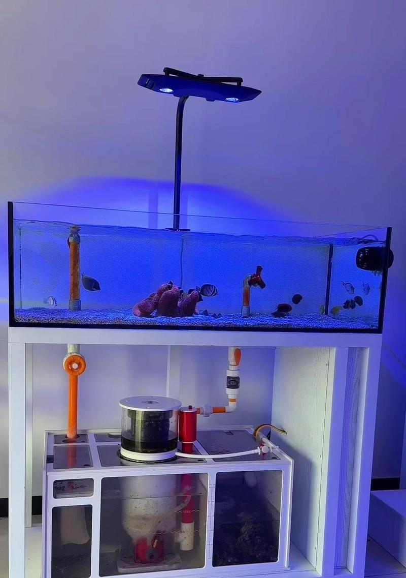 超微型海缸的换水技巧（小水体也需要换水，实现超微型海缸的换水方法与注意事项）
