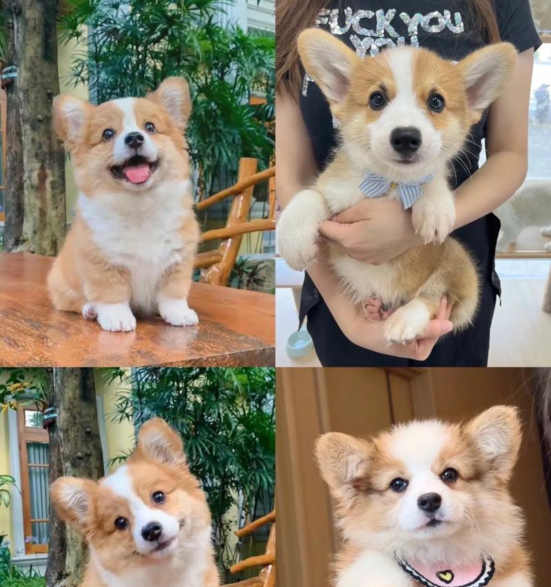 幼犬柯基的洗澡频率究竟是多少？（科学养护，幼犬柯基洗澡注意事项一览）