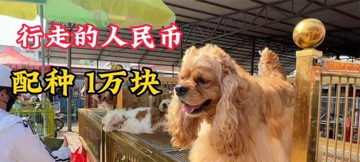 十元钱的小狗之惊喜无限（一只价值连城的小生命与我们的不解之缘）