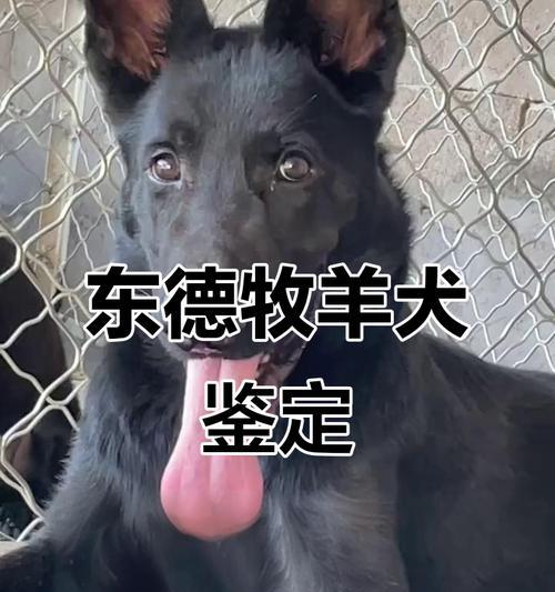 东德牧羊犬与西德牧羊犬（探寻东西德牧羊犬的价格差异与特点）