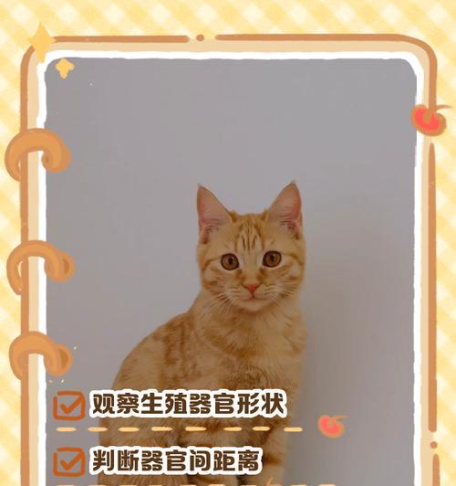 小猫分辨公母的时间和方法（揭秘小猫如何分辨公猫和母猫）