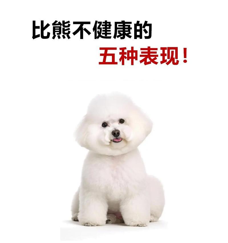 如何正确喂养脆弱肠胃的比熊犬？（学会六点后，让你的比熊犬健康成长）
