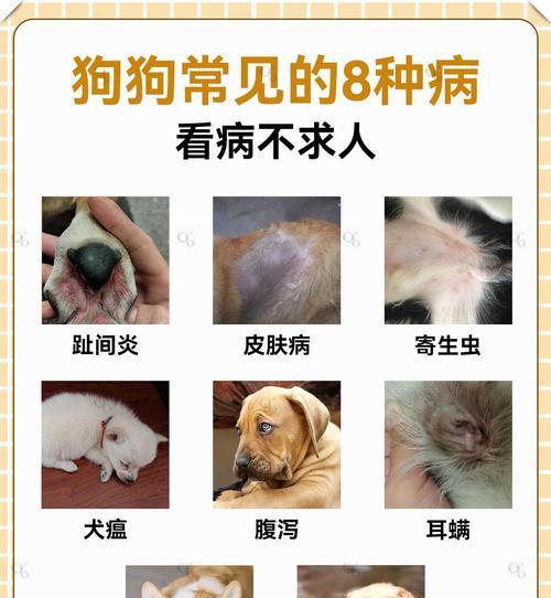 狗常见的肠胃疾病及其表现（了解狗的肠胃健康，关爱你的宠物）