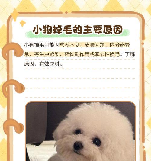 小狗掉毛期长短及护理方法（了解小狗掉毛周期，科学照顾你的宠物）