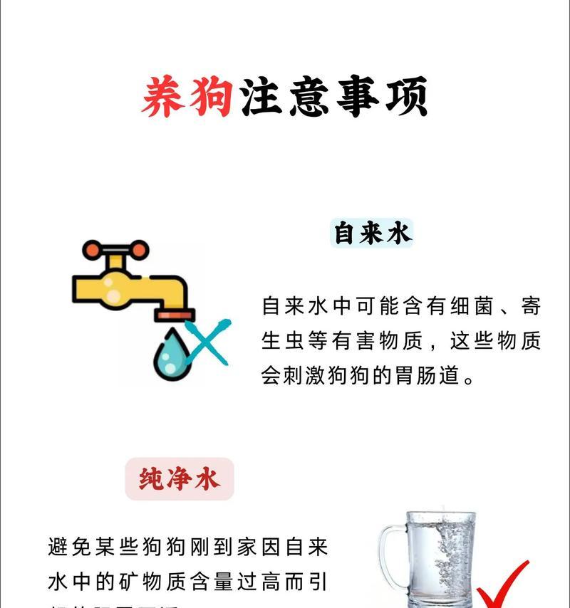 新手养狗必读（养狗的正确方法，让你与狗狗更愉快共生）