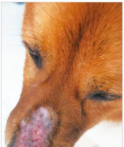 狗狗鼻子皮肤病（探索你的宠物鼻子的健康问题，了解如何保护它们免受皮肤病的侵扰）