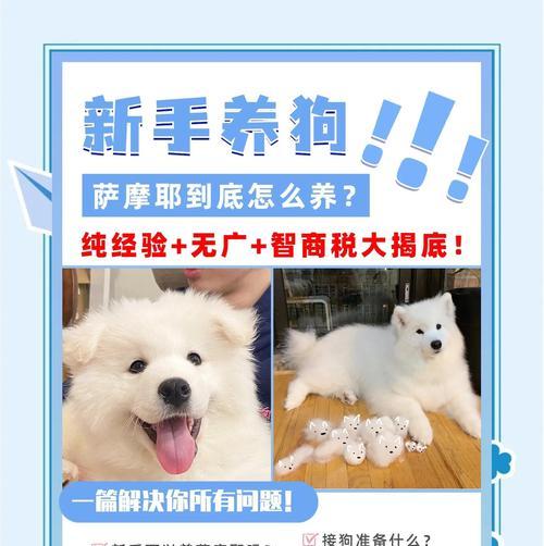萨摩耶的生育周期及繁殖特点