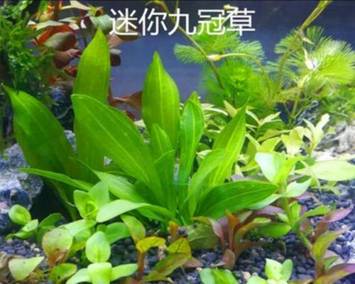 水族水草之美——探秘水族箱中的绿色花园（水族箱中的水草世界是如何迷人的）