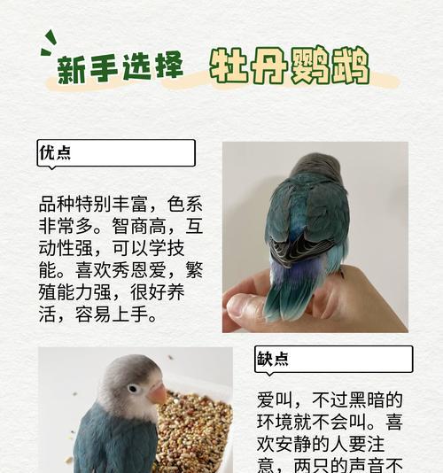 虎皮鹦鹉价格一览（虎皮鹦鹉市场价、品种和购买注意事项）