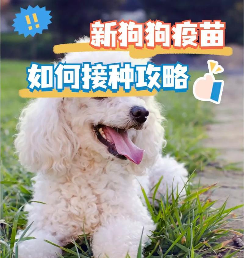 狗狗养护知识（了解狗狗疫苗接种的时间、种类和注意事项）