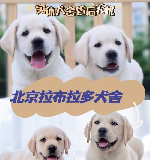 拉布拉多的适当饮食计划（每天喂养多少食物是最合适的？）