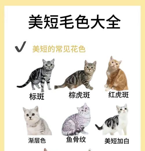 纯种美短猫的特征及辨别方法（美短猫纯不纯就看这几点，串串一般装不出来）