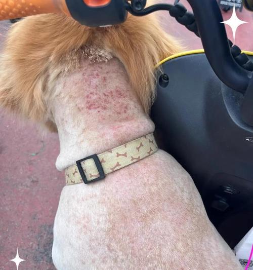 狗狗皮毛脱落多久能恢复？（探究狗狗皮毛脱落的周期及促进生长的方法）