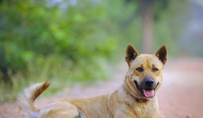 忠诚无比的犬类朋友（这些犬种在忠诚度上堪称最佳守护者）
