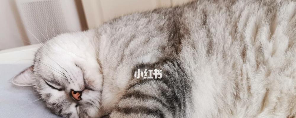 美短猫的孕育期是多久？（了解美短猫孕育周期，帮助繁殖健康可爱的小猫崽）