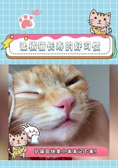 影响猫的寿命的因素及如何延长猫的寿命（了解猫寿命的长短，关注这些要点保护猫的健康）