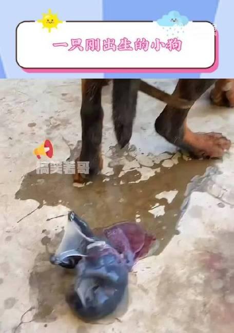 小狗死亡的症状及原因（了解小狗死亡前出现的症状，预防及治疗措施）