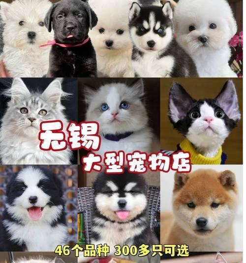萨摩耶犬的饭量是否随年龄变化？（不同年龄的萨摩耶犬饭量会有什么变化？）