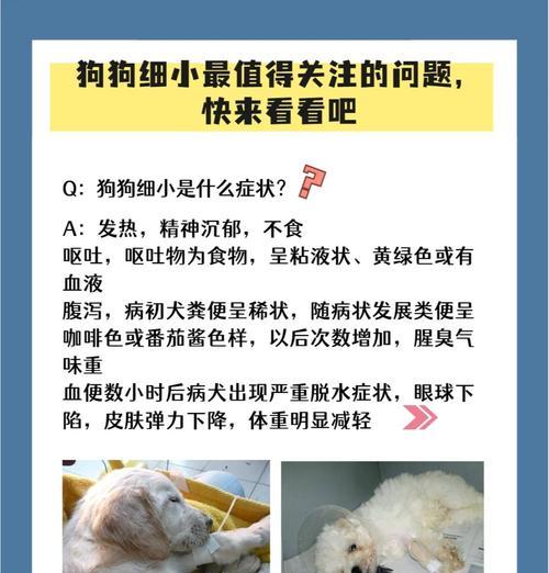 细小病毒（了解狗狗患上细小病毒的症状与预防方法）