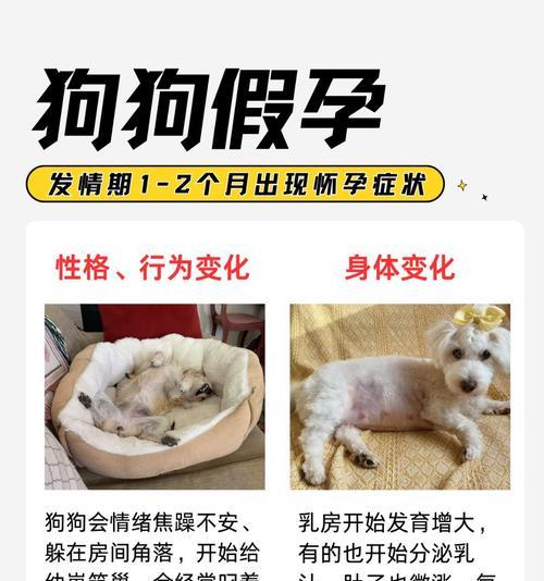 母狗分娩时间（探究母狗分娩时间的关键因素和注意事项）