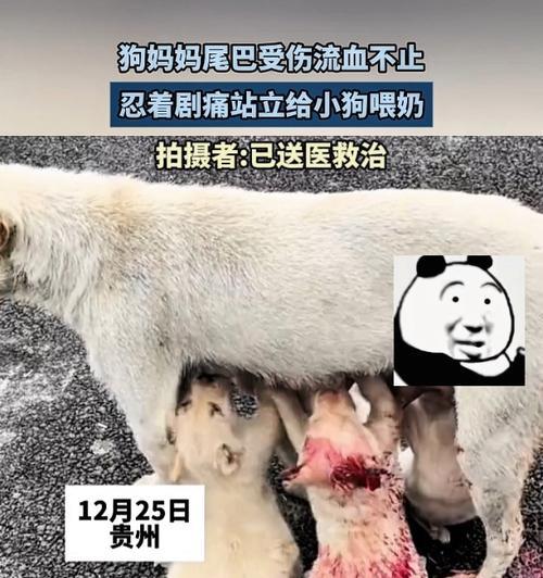 小狗出生后不及时喂奶会导致死亡的原因及解决方法（小狗出生后快速喂奶的重要性及喂养技巧）