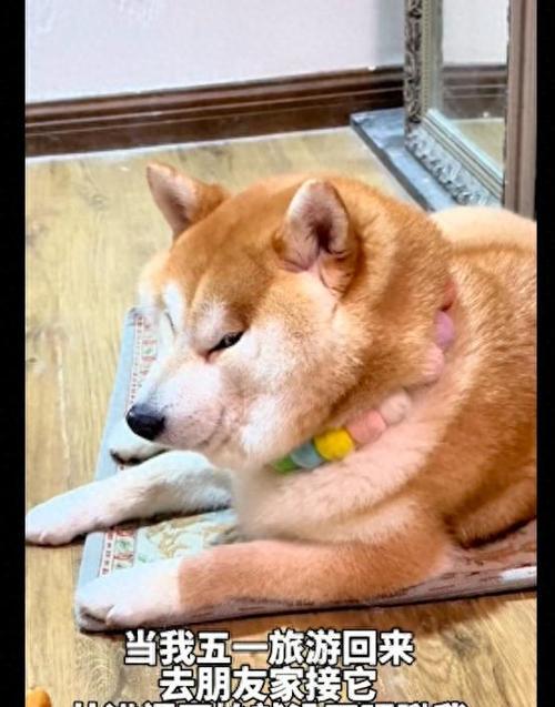 狗的游泳时间和方法（揭秘狗狗游泳的秘密，如何让狗狗爱上水上活动）