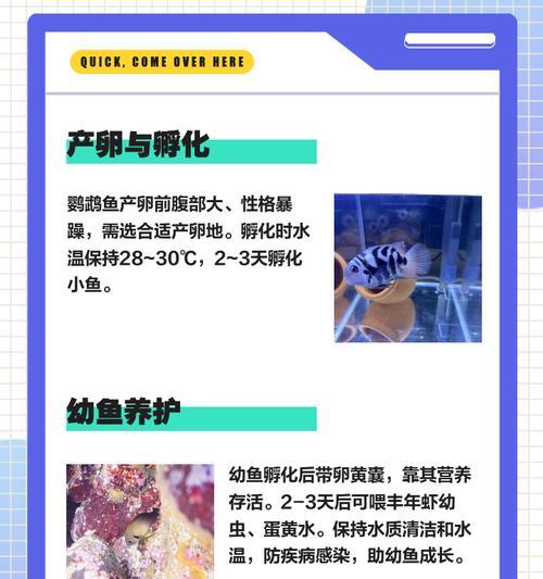 鹦鹉鱼的饮食习惯与喂养技巧（探究鹦鹉鱼的食谱和喂养频率，助你打造健康的宠物鹦鹉鱼生活）