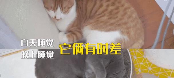 猫咪身价大揭秘（一览常见猫咪的身价列表，让你真正了解它们的价值）