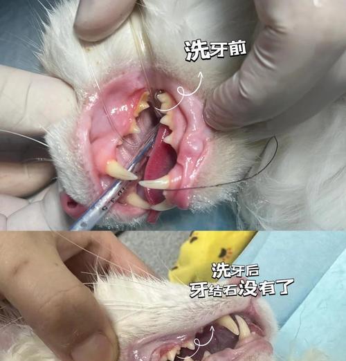 猫咪口腔保健（猫咪口腔健康的关键所在，牙齿刷洁才能细腻。）