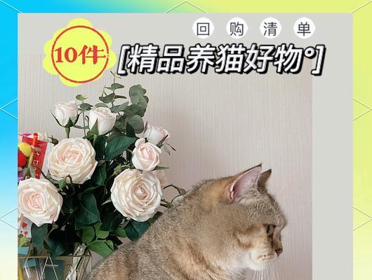 学生党养猫指南