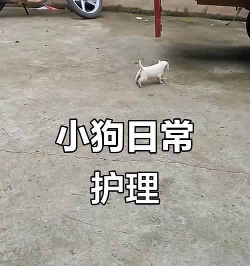 狗狗打了疫苗多久能出去？（全面解析宠物疫苗接种时间和注意事项）