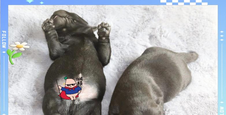拉布拉多犬配种的注意事项（保证配种成功的关键要点）