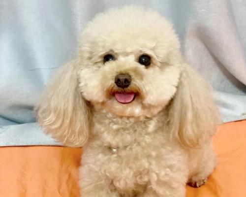 泰迪犬的标准体重及饲养方式（了解泰迪犬的体重标准和适宜的饲养方法）