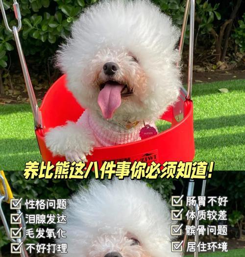 养比熊的知识与技巧（培养懂事的比熊狗宠物，从了解这些开始吧！）