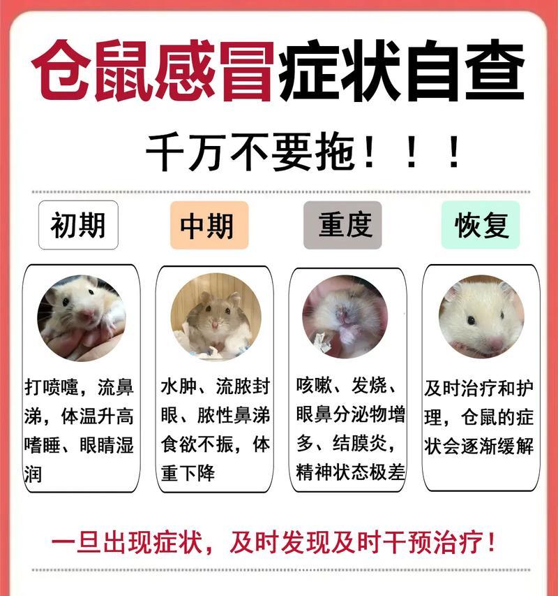 仓鼠宝宝病情揭秘（探究仓鼠宝宝常见症状及其处理方法）