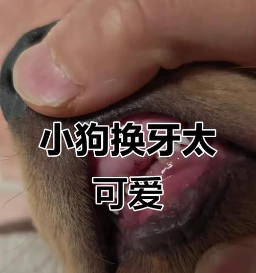 狗狗也会换牙吗？（狗狗换牙小常识，了解一下！）