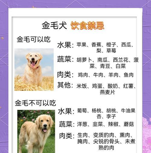 金毛犬的生育周期（探索金毛犬产仔的时间和过程）