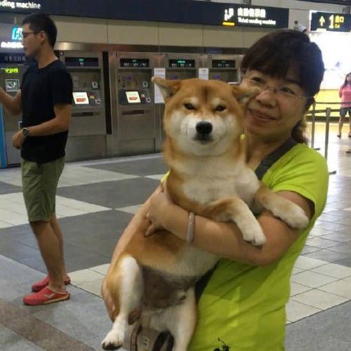小柴犬适合带回家吗？（选择适龄小柴犬是关键）