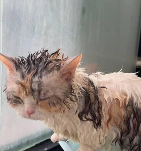 小猫生出来多久洗澡？（了解宝贝小猫的洗澡时间和注意事项）