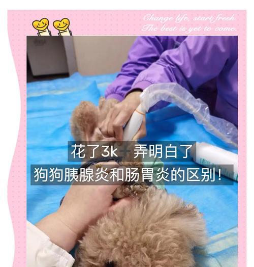 狗狗吐后多久喂食？如何正确处理吐吐的问题？（了解适当喂食时机，关注宠物健康的）