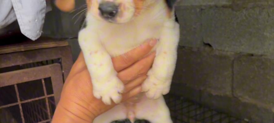 养比格犬当宠物的注意事项（让你成为比格犬专家的必备指南）