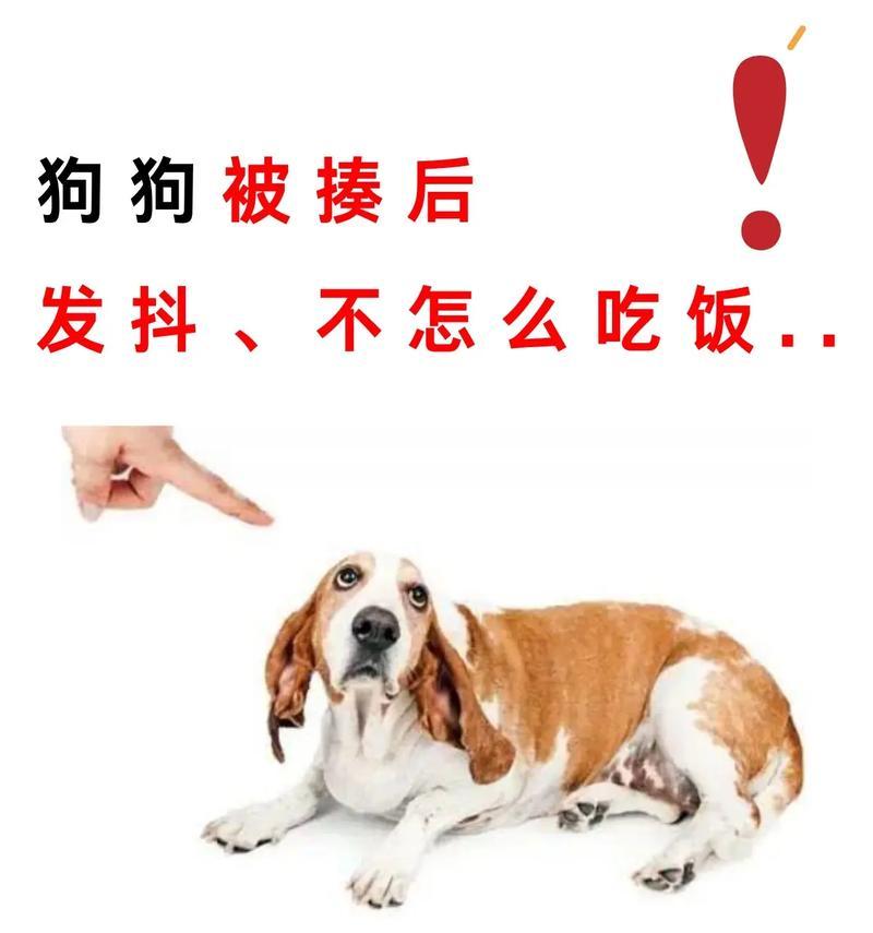 狗狗身体发抖的六种情况（了解狗狗身体发抖的原因及处理方法）
