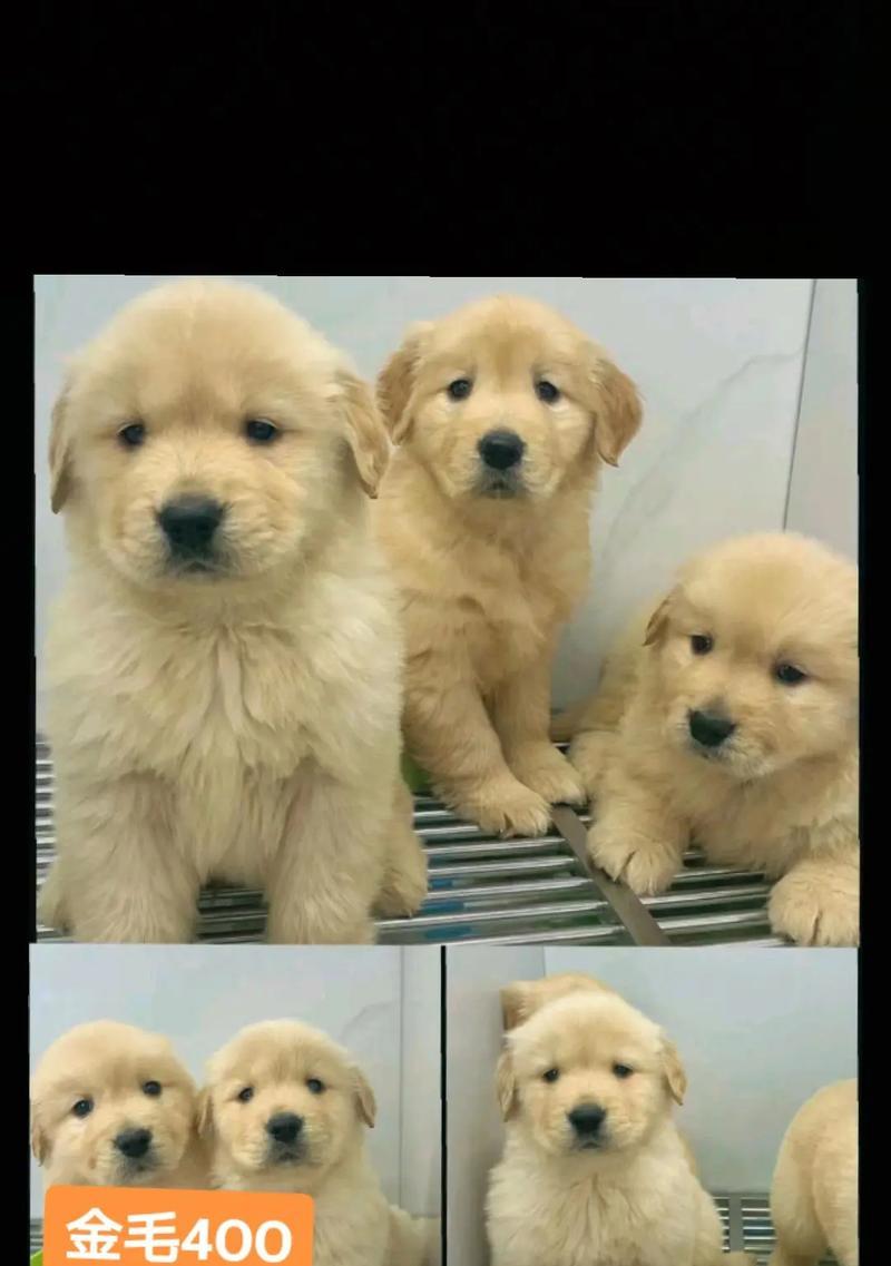 金毛生仔需要多长时间？（探究金毛犬生仔的时间周期与特点）