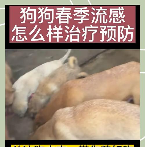 狗狗发烧的症状和原因（了解狗狗发烧的表现及其引起的原因）