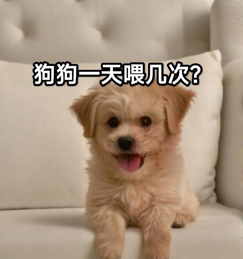 狗狗的喂食频率与重点