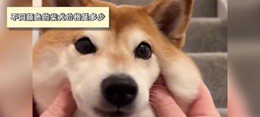 柴犬的价格及购买考量（以500元能否买到柴犬及柴犬的价格范围）