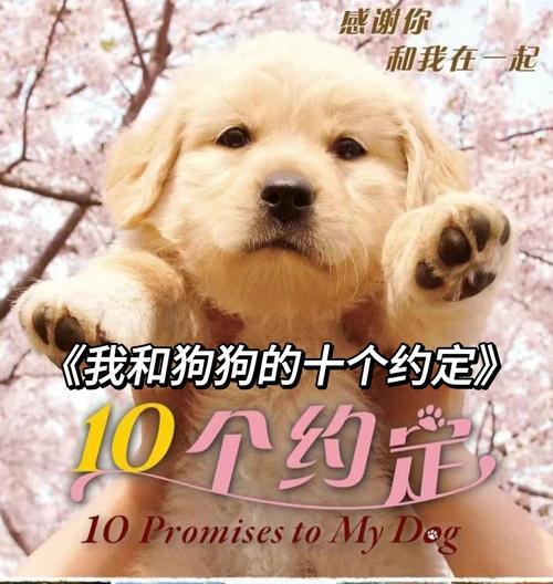 犬类电影（探索经典犬类电影，感受毛茸茸的动物魅力）